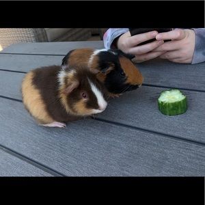 Meet your Posher, Jose